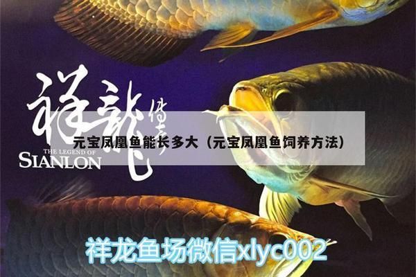 天然飼料喂養(yǎng)元寶鳳凰魚的技巧：元寶鳳凰魚喂養(yǎng)技巧：元寶鳳凰魚喂養(yǎng)技巧 元寶鳳凰魚百科 第4張