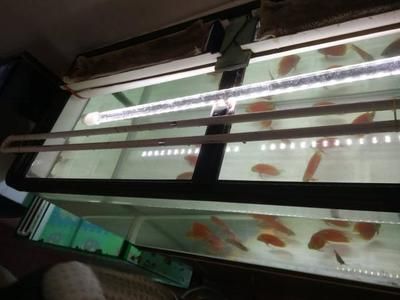 歐式半圓魚缸過濾棉安裝：歐式半圓魚缸過濾棉安裝方法 魚缸百科 第5張