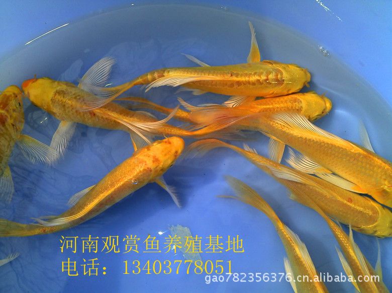 龍魚苗批發(fā)哪里便宜點：尋找便宜的龍魚苗批發(fā)地點，可以考慮以下幾個選項 龍魚百科 第2張