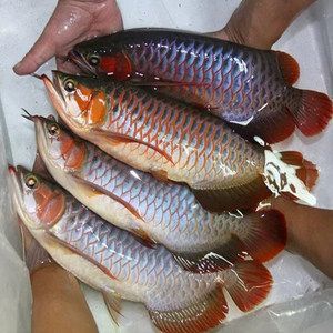 紅龍魚排行榜最新價(jià)格查詢：紅龍魚市場價(jià)格波動(dòng)原因