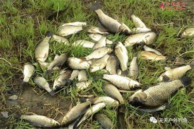 金龍魚的最佳溫度超過30度怎么辦：金龍魚的最佳溫度超過30度會(huì)對(duì)其影響嗎？ 水族問答