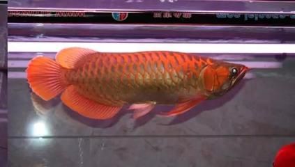 紅龍魚(yú)用什么牌子燈發(fā)色好：如何選擇紅龍魚(yú)發(fā)色的燈具