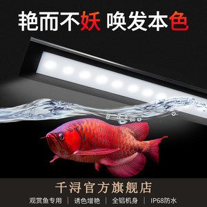 紅龍魚用什么牌子燈發(fā)色好：如何選擇紅龍魚發(fā)色的燈具 紅龍魚百科 第5張