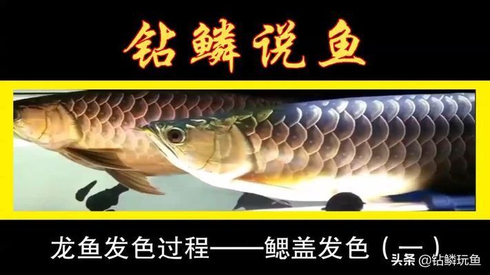 龍魚發(fā)色秘訣是什么樣的呢視頻：關(guān)于龍魚發(fā)色的一些關(guān)鍵點(diǎn) 龍魚百科 第3張