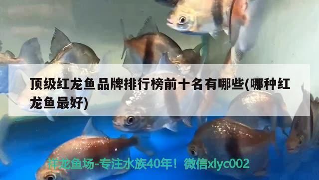 頂級(jí)紅龍魚品牌排行榜：全球頂級(jí)紅龍魚品牌排行榜