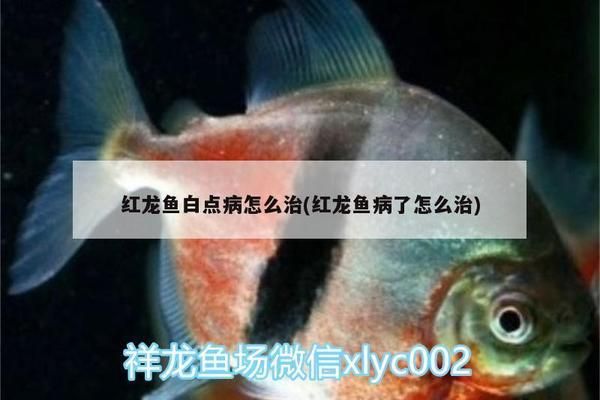 紅龍魚白點(diǎn)?。杭t龍魚白點(diǎn)病的治療方法