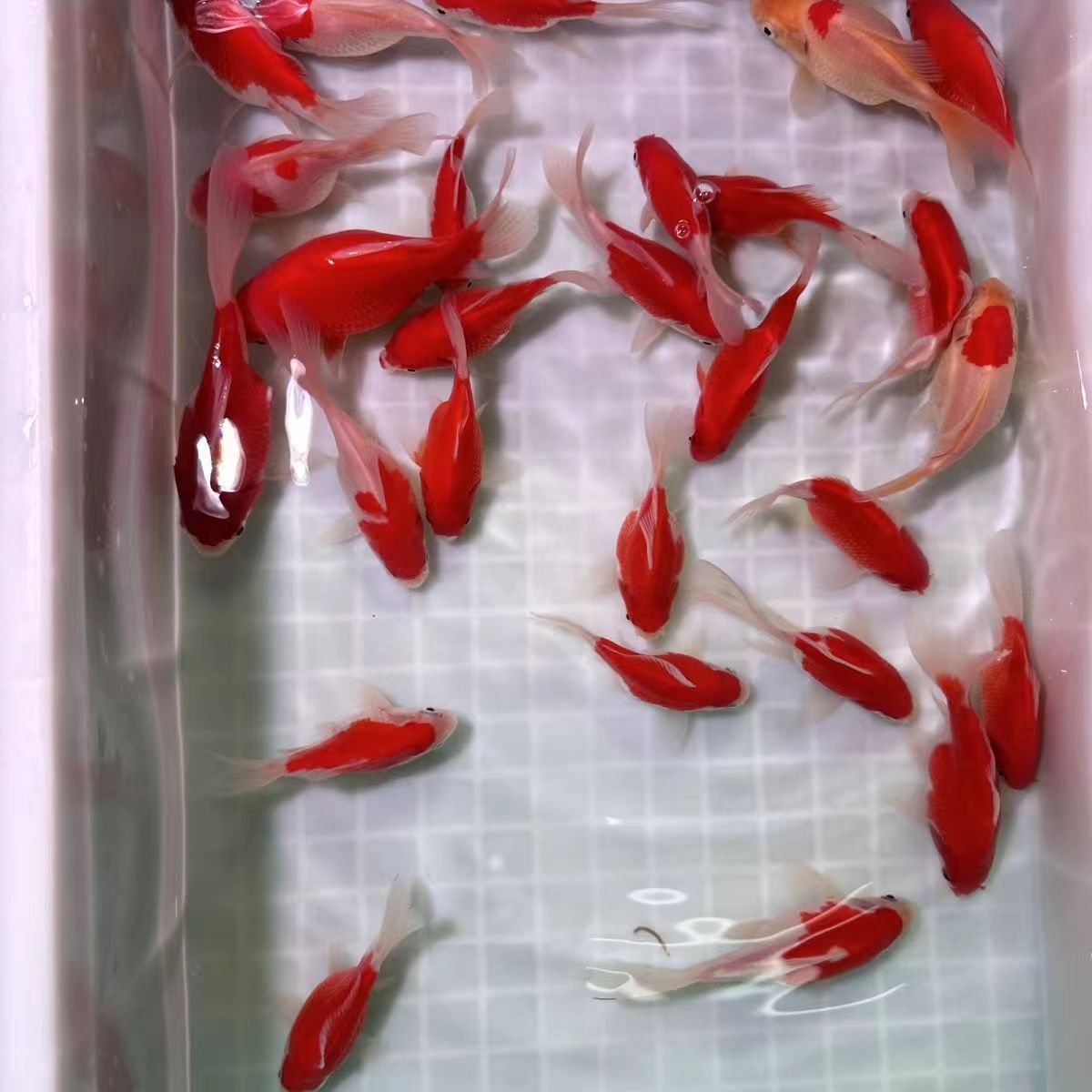 龍魚(yú)缸一般多大容量好：養(yǎng)龍魚(yú)的魚(yú)缸容量應(yīng)該根據(jù)什么種類(lèi)和體型來(lái)決定養(yǎng)龍魚(yú)的容量