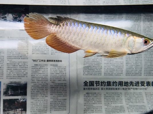 龍魚發(fā)色用什么燈好看呢圖片：龍魚發(fā)色全光譜燈效果 龍魚百科 第5張