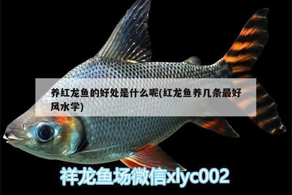 養(yǎng)紅龍魚有什么好處和壞處：養(yǎng)殖紅龍魚的好處和壞處 紅龍魚百科 第2張