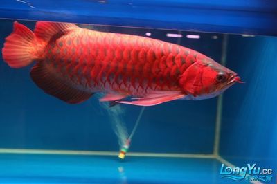 紅龍魚(yú)比賽：關(guān)于紅龍魚(yú)比賽的一些詳細(xì)信息 紅龍魚(yú)百科 第2張