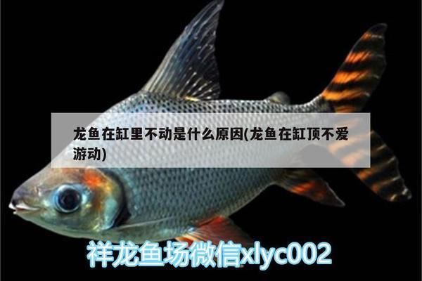 龍魚(yú)總在缸的一角不愛(ài)游動(dòng)：龍魚(yú)總在缸的一角不愛(ài)游動(dòng)的原因及其相應(yīng)的處理方法