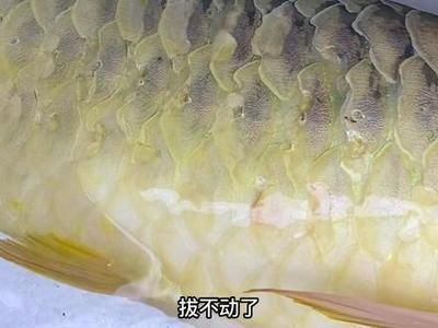 龍魚(yú)總在缸的一角不愛(ài)游動(dòng)：龍魚(yú)總在缸的一角不愛(ài)游動(dòng)的原因及其相應(yīng)的處理方法 龍魚(yú)百科 第3張