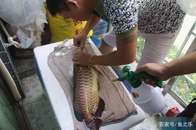 龍魚麻醉恢復期的飲食安排：龍魚麻醉恢復期的飲食安排是一個需要謹慎處理的問題 龍魚百科 第5張