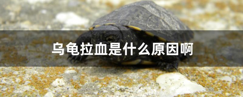 金龍魚底色有幾種顏色：金龍魚的底色對繁殖有什么影響嗎？ 水族問答 第1張