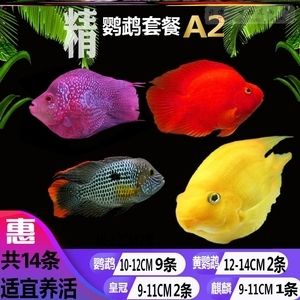 金龍魚第一大股東是誰(shuí)：金龍魚的第一大股東是哪位個(gè)人或企業(yè)，他們的股份比例如何 水族問答 第1張