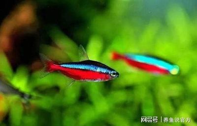 挑選紅龍魚的細(xì)節(jié)圖 紅龍魚百科 第5張