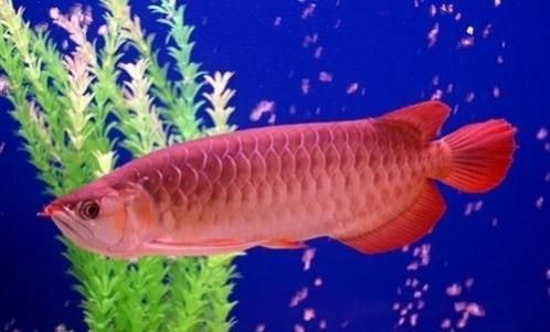 印尼紅龍魚(yú)多少錢(qián)一條合適釣魚(yú)用：印尼紅龍魚(yú)市場(chǎng)價(jià)格波動(dòng)