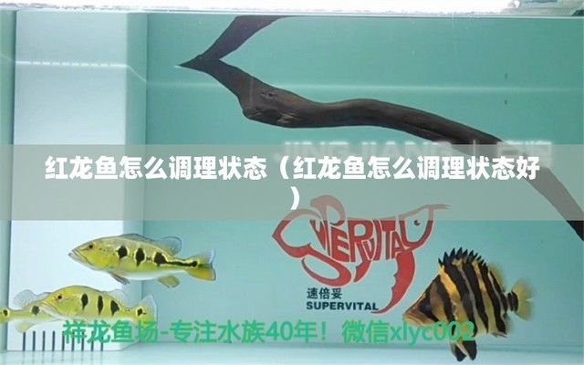 金龍魚吊墜寓意好嗎：關(guān)于金龍魚吊墜的疑問 水族問答