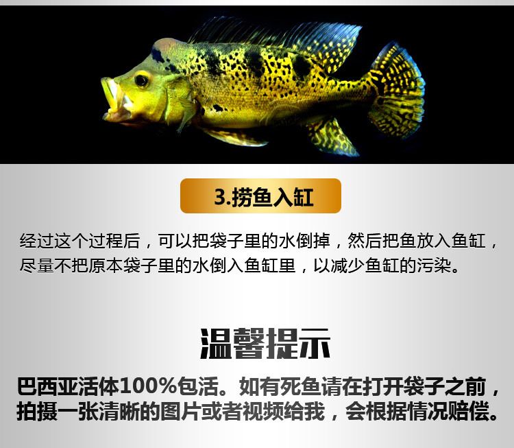 龍魚怎么配：幾種適合與龍魚混養(yǎng)的魚種 龍魚百科 第2張