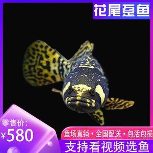 龍魚怎么配：幾種適合與龍魚混養(yǎng)的魚種 龍魚百科 第3張