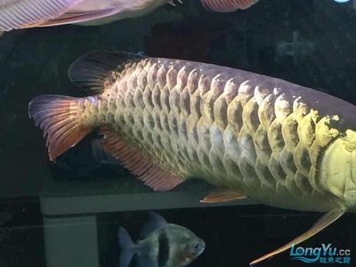 龍魚(yú)掉鱗怎么回事?。簩?dǎo)致龍魚(yú)掉鱗的原因及其解決方案 龍魚(yú)百科 第2張