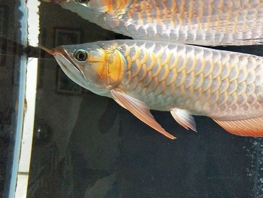 龍魚幾年停止生長：如何判斷龍魚成熟度，龍魚生長停滯期養(yǎng)護要點 龍魚百科 第4張