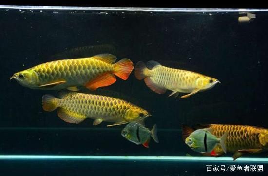 龍魚忽然不吃東西：龍魚不吃東西怎么辦 龍魚百科 第4張