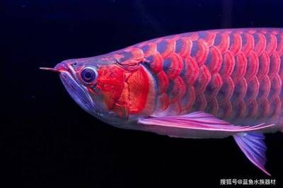 龍魚缸怎么開缸：龍魚缸開缸后如何維護水質(zhì)