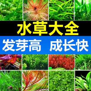 對(duì)葉草魚缸：葉草魚缸水質(zhì)維護(hù)技巧和注意事項(xiàng)，魚缸水質(zhì)維護(hù)技巧