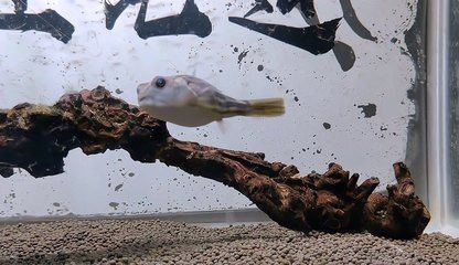 金龍魚掉色怎么辦：金龍魚掉色了怎么辦 水族問答 第2張