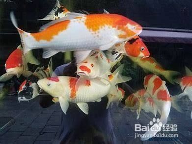 金龍魚掉眼的原因：為什么金龍魚的眼睛會(huì)出現(xiàn)不對(duì)稱？ 水族問答 第1張