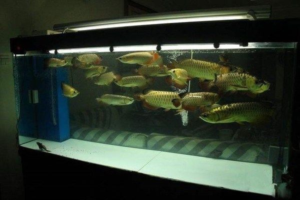 慧班魚缸：慧班魚缸對提升水生生物生存質量的影響