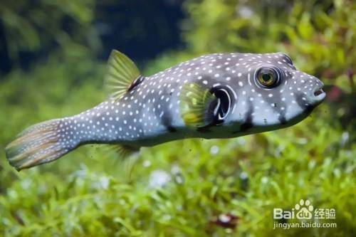 魚缸里的海豚叫什么：海豚不適合在家庭魚缸中飼養(yǎng)，海豚的生存現(xiàn)狀 魚缸百科 第5張