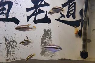 龍魚缸加鹽什么比例：龍魚缸加鹽什么比例詳情 龍魚百科 第3張