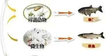 金龍魚都吃什么最好：金龍魚在自然環(huán)境下通常吃什么？ 水族問答 第1張