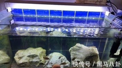 魚缸里的魚為什么老是死一條呢：魚缸里的魚頻繁死亡可能涉及多個因素 魚缸百科 第2張