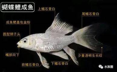 蝴蝶鯉與龍鳳鯉魚的區(qū)別：蝴蝶鯉與龍鳳鯉的區(qū)別 龍魚百科 第4張