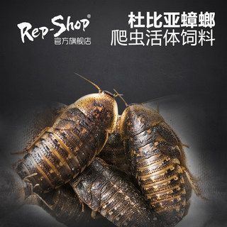 龍魚吃啥能變色啊圖片視頻大全：如何給龍魚殺菌消毒,紅龍魚最佳飼養(yǎng)環(huán)境,龍魚發(fā)色效果對比圖 龍魚百科 第3張