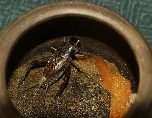 龍魚吃啥能變色啊圖片視頻大全：如何給龍魚殺菌消毒,紅龍魚最佳飼養(yǎng)環(huán)境,龍魚發(fā)色效果對比圖 龍魚百科 第5張