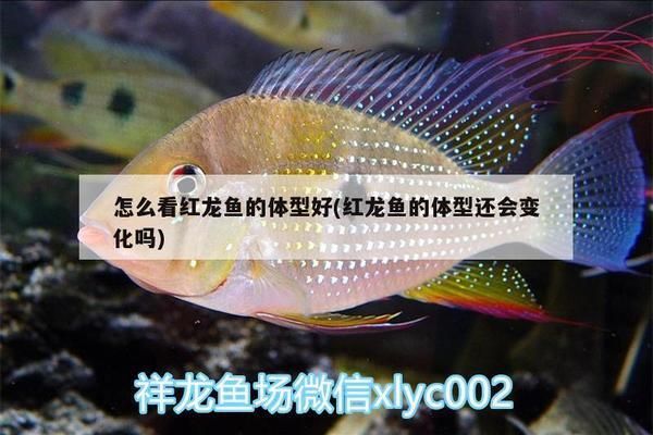 金龍魚(yú)兜嘴 辨別：金龍魚(yú)兜嘴怎么辨別