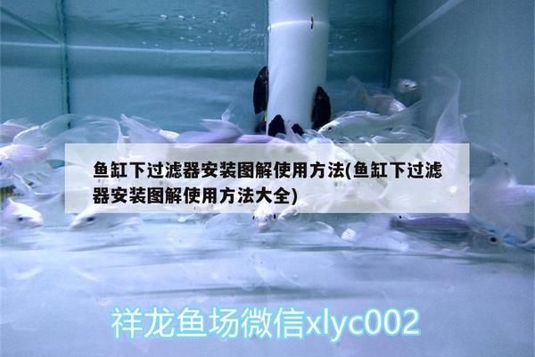 魚缸底濾的安裝：魚缸底濾安裝流程 魚缸百科 第5張