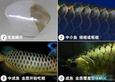 龍魚鱗片潰爛怎么治療最好：治療龍魚鱗片潰爛的最佳方法 龍魚百科 第5張