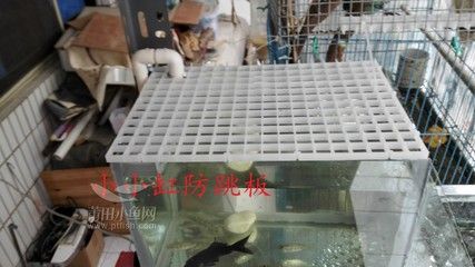 魚缸防跳板：關(guān)于魚缸防跳板的一些詳細(xì)信息 魚缸百科 第4張