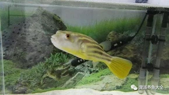 金龍魚兌換卡過期了怎么辦?：金龍魚兌換卡過期后怎么辦？ 水族問答 第2張