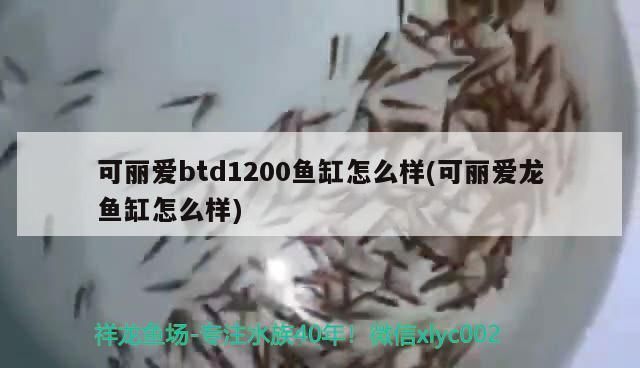 可麗愛魚缸btd怎么樣：可麗愛魚缸價格區(qū)間查詢可麗愛魚缸用戶評價匯總 魚缸百科 第2張