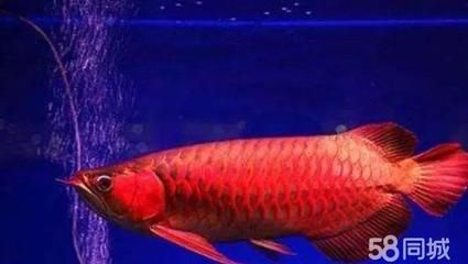 龍魚(yú)狀態(tài)不佳怎么辦視頻：如何判斷龍魚(yú)的狀態(tài)