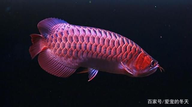 紅龍魚受驚嚇不吃食怎么辦：紅龍魚受到驚嚇不吃食怎么辦 紅龍魚百科 第1張