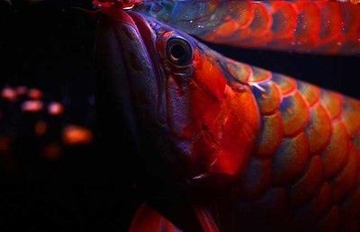 紅龍魚背景圖高清無水?。杭t龍魚高清背景圖