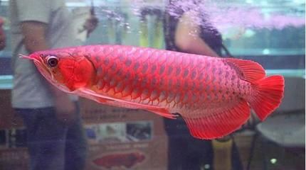 新加坡紅龍魚能長多大：新加坡紅龍魚一年可以長15-20厘米