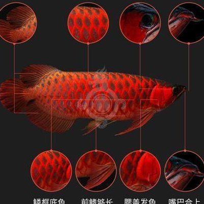 紅龍魚幼苗價(jià)格多少：紅龍魚幼苗價(jià)格受多種因素影響 紅龍魚百科 第4張